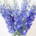 F1アリエルブルー