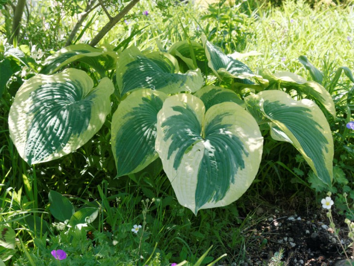 ホスタ アメリカン・ハロー