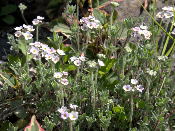 アンドロサセ ラヌギノーサ