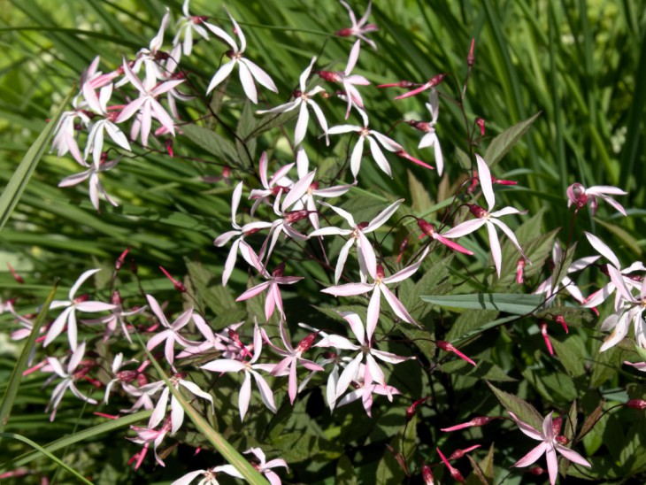 ギレニア ピンクプロフュージョン