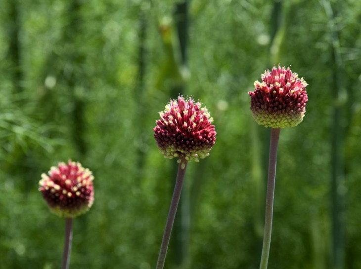 アリウム　丹頂