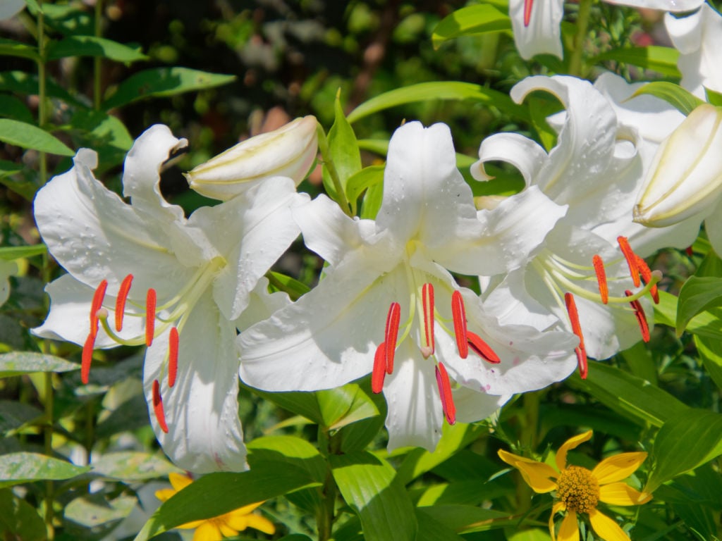 大輪の白花ユリ、カサブランカ