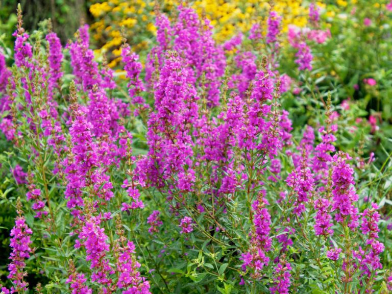 ミソハギの赤紫色の花