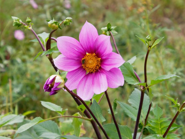 皇帝ダリアハイブリッド、ガッツァリア・ピンクの花