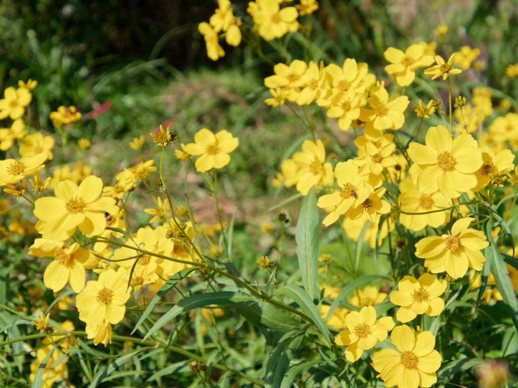 ビデンス・ラエビス（ウィンターコスモス）の花