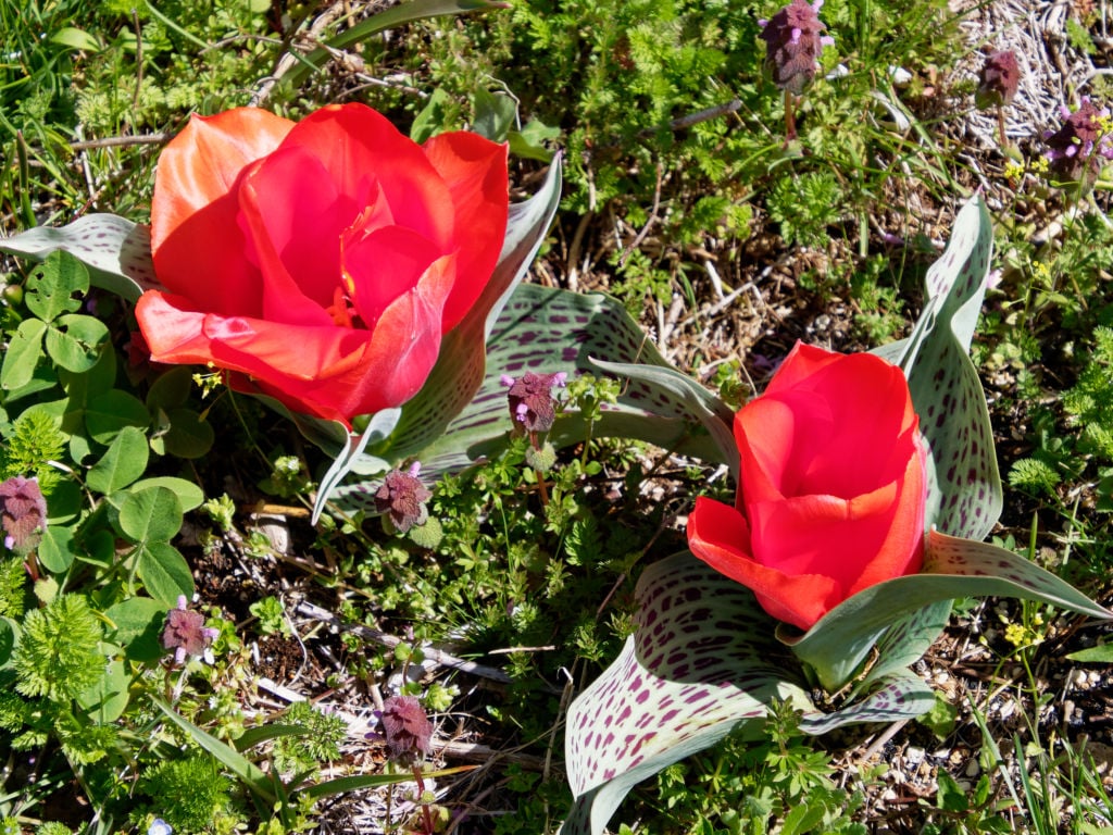 チューリップ「ジャイアントオレンジサンライズ」