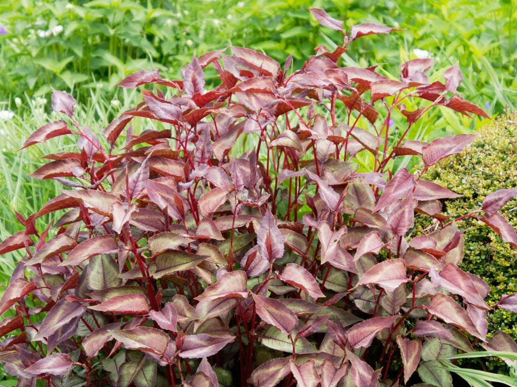 ペルシカリア･シルバードラゴン