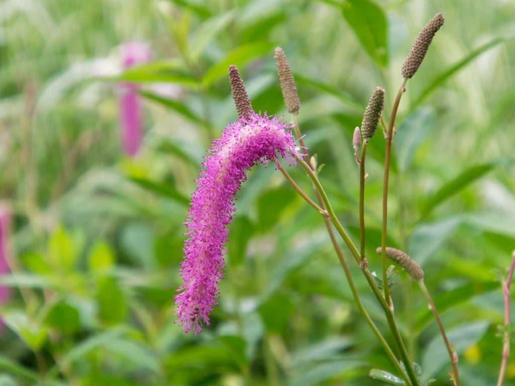 カライトソウの花