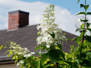 ハイドランジア・ユニーク