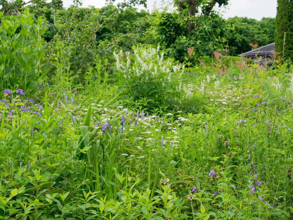 7月のガーデン3